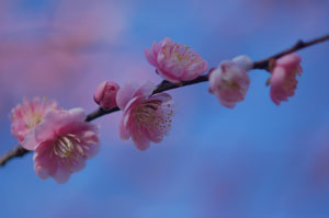 2-11吉野公園の梅
