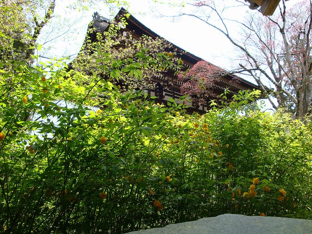 松尾大社山吹01