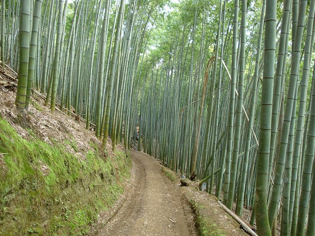 京都一周トレイル西山09