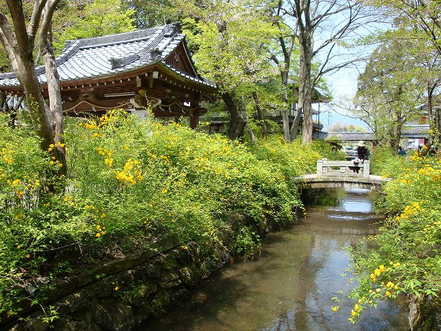 松尾大社山吹02