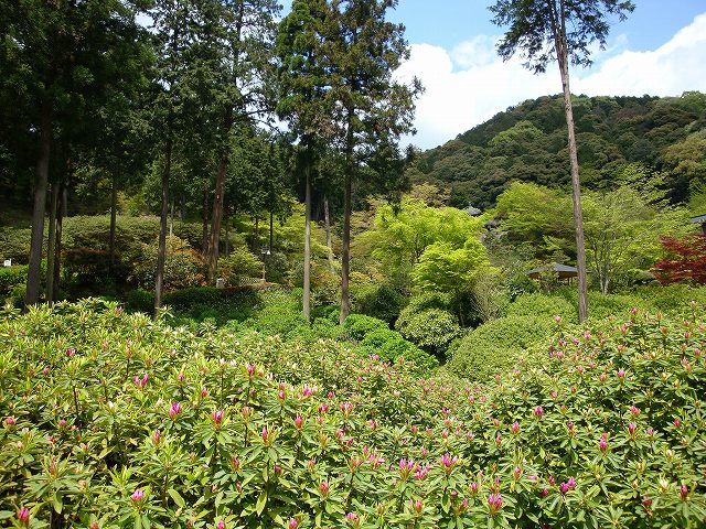 三室戸寺10