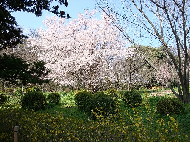 京都府立植物園01