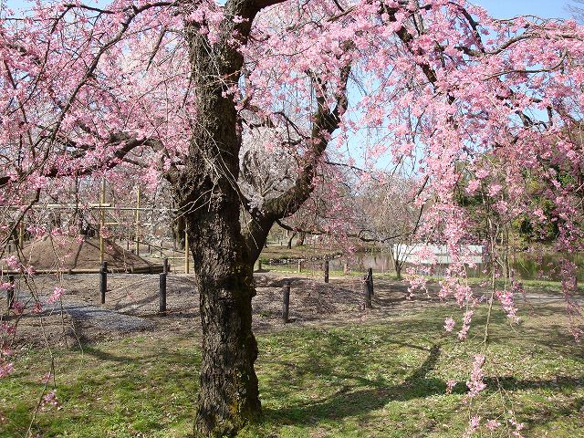 京都府立植物園02