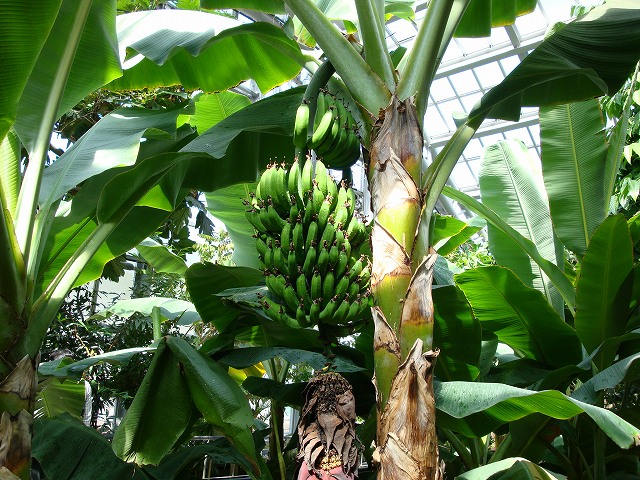 京都府立植物園03