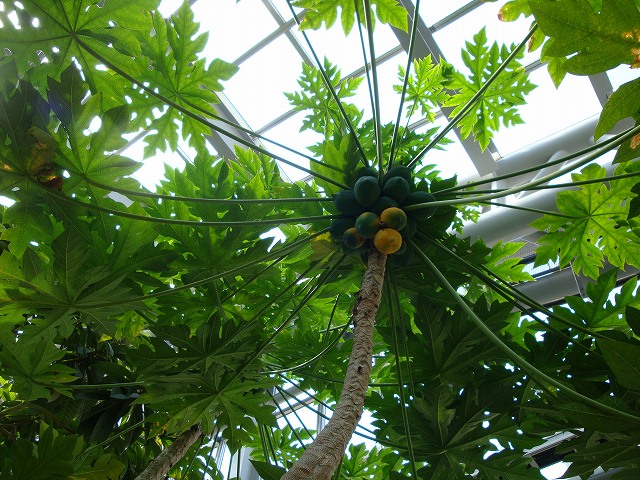 京都府立植物園04