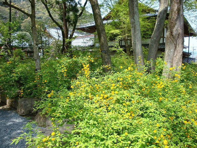 松尾大社の山吹