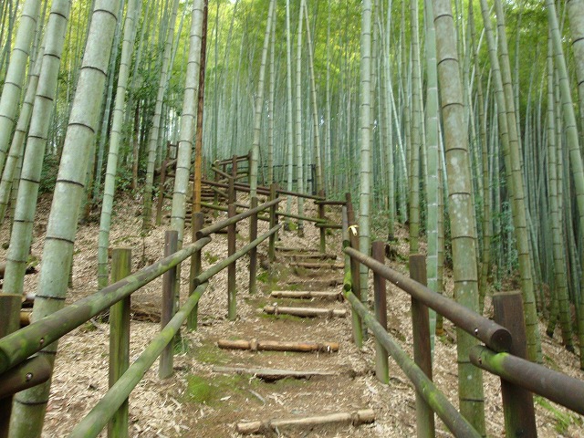 京都一周トレイル西山04