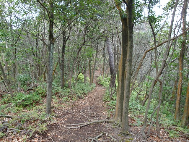 京都一周トレイル西山05