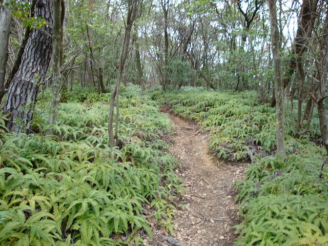 京都一周トレイル西山06