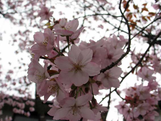 桜