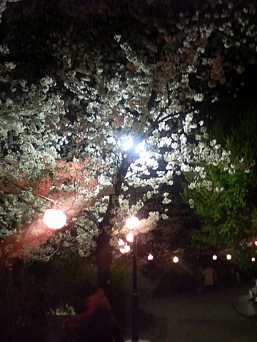 夜桜２