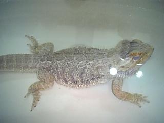 アダム入浴中