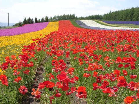 富良野の花畑１