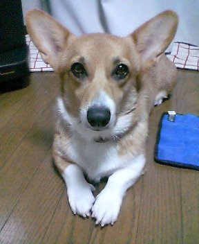 061008-3 三つ指付いて…