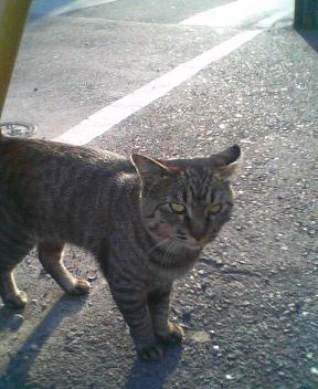 061002-10 猫だ
