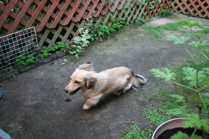 パールお庭を激走