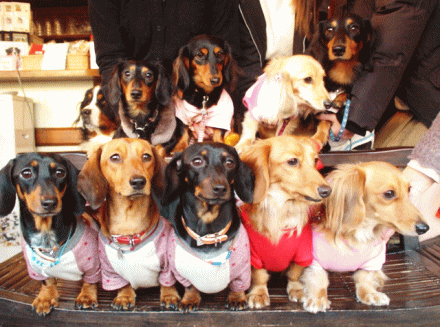 ダックス　９匹