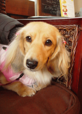 リボン付きパール