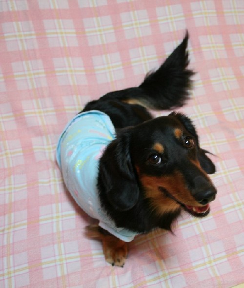 プレゼントのＴシャツを着たレオン