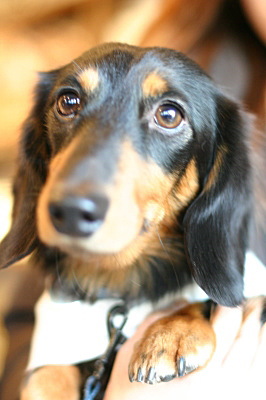 おすましレオン