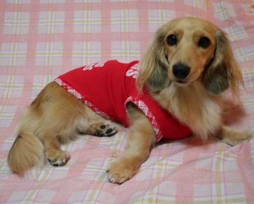 プレゼントのＴシャツを着たパール