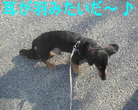 公園でのレオン