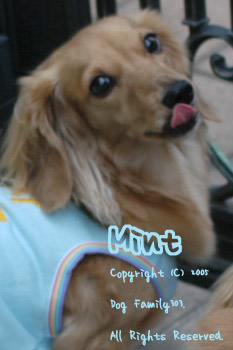 Mintちゃん（パールと親戚）