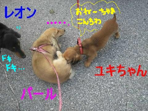 ユキちゃん、御挨拶