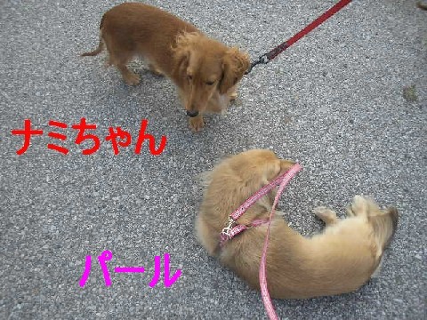 パールVSナミちゃん