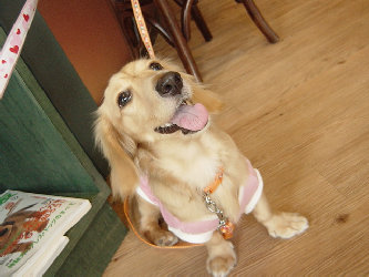 羅菜ちゃん（パールと親戚）2枚目