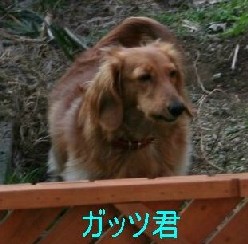 小顔のガッツ君？！