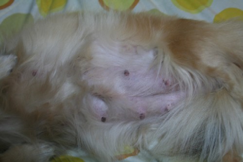 ８月１７日のお腹のアップ