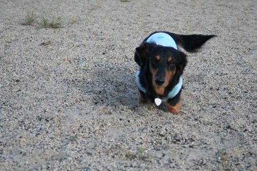 レオンはダッシュのつもり～。