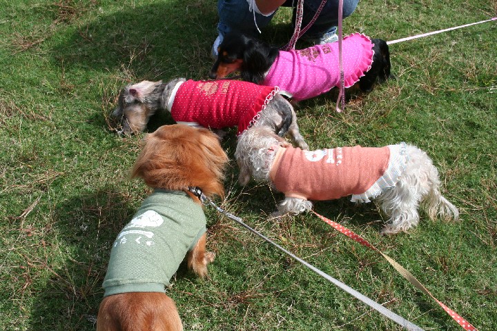 ダックス＆他犬種