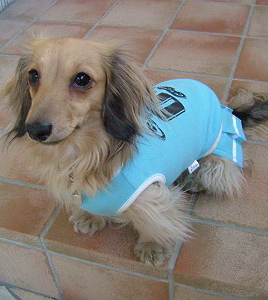 てんちゃん（パールと親戚）