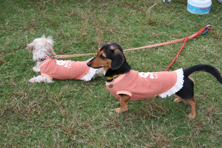 ブラタンの子はダックスかな？