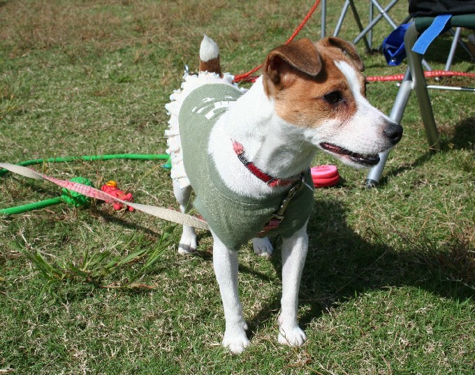 この子は映画に出た犬種では？！