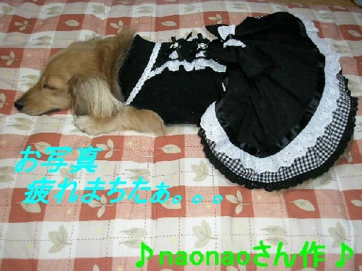 撮影に疲れたパール