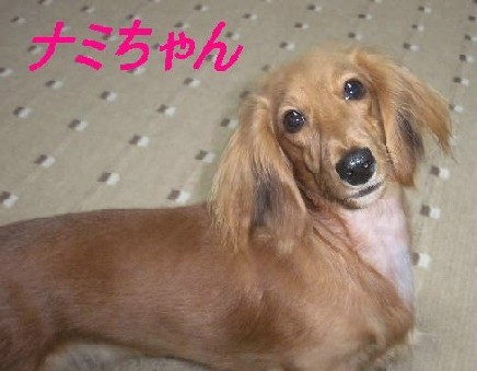 ナミちゃん