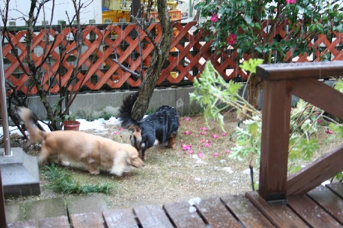 ２ワンは雨でも平気