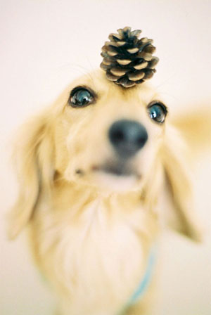 ZEN君（パールと親戚）