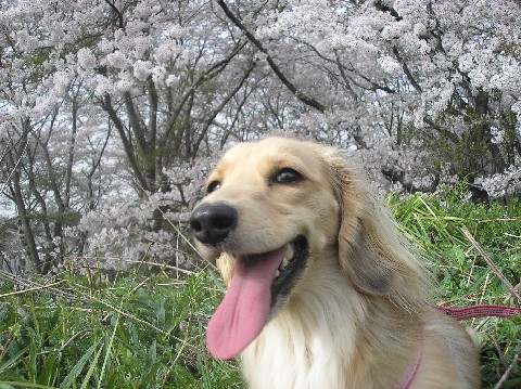 パール笑顔も桜も満開！