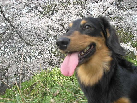 レオン笑顔も桜も満開