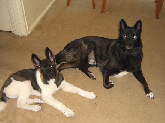 max&sam2