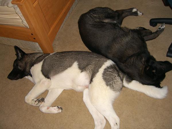 max&sam