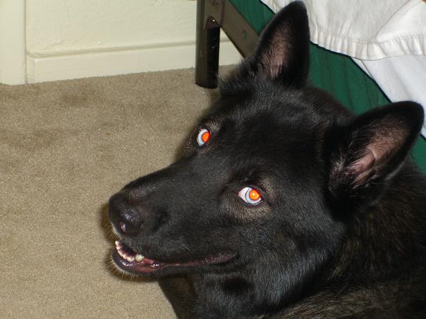 sam