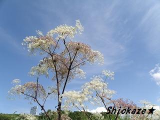 信州２日目・霧ヶ峰０５