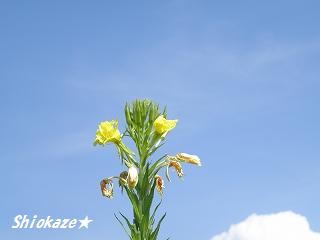 信州２日目・霧ヶ峰０８