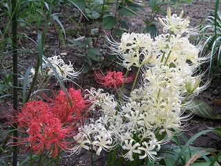 北鎌倉・円覚寺－１２（曼珠沙華）