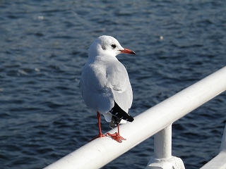 ２００９お正月・山下公園０４